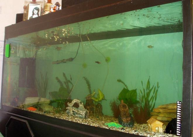 240 gallons freshwater fish tank (mostly fish and non-living decorations) - our 5ft x 2ft x 2ft tank