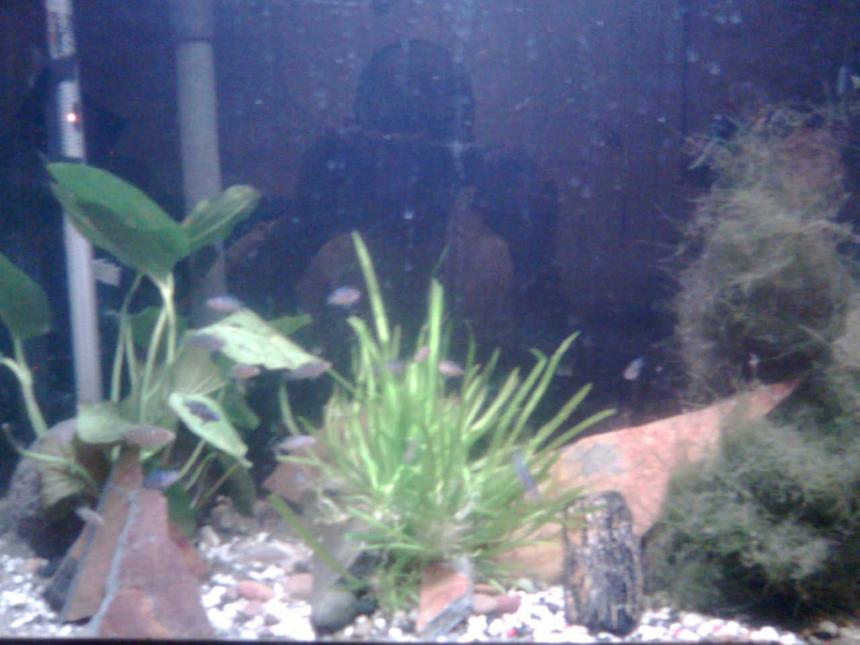 Rated #2152: 60 Gallons Planted Tank - planted tank for all my african fry