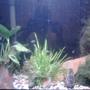60 gallons planted tank (mostly live plants and fish) - planted tank for all my african fry