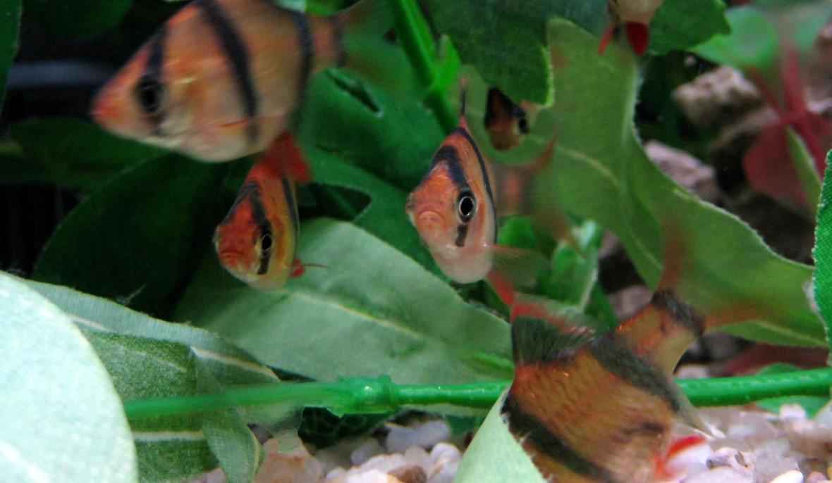 freshwater fish - puntius tetrazona - tiger barb stocking in 20 gallons tank - Picture of my tiger barbs. I think they are adorable!