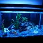 55 gallons freshwater fish tank (mostly fish and non-living decorations) - 55 gallon community tank. Check out my other photos to see the homemade LED nightlight!