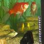 freshwater fish - carassius auratus - fantail goldfish, red stocking in 240 gallons tank - our big gentle giant 10 inch fantai l