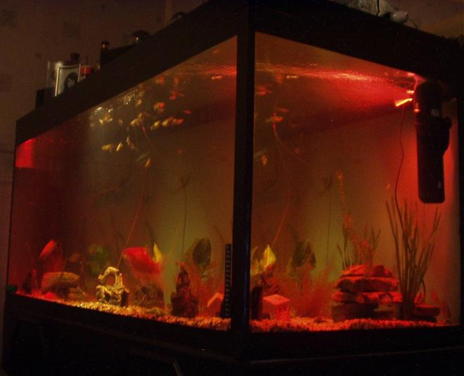 240 gallons freshwater fish tank (mostly fish and non-living decorations) - our 5ft fish tank at night