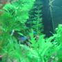 freshwater fish - paracheirodon innesi - neon tetra jumbo stocking in 5 gallons tank - plants and fish