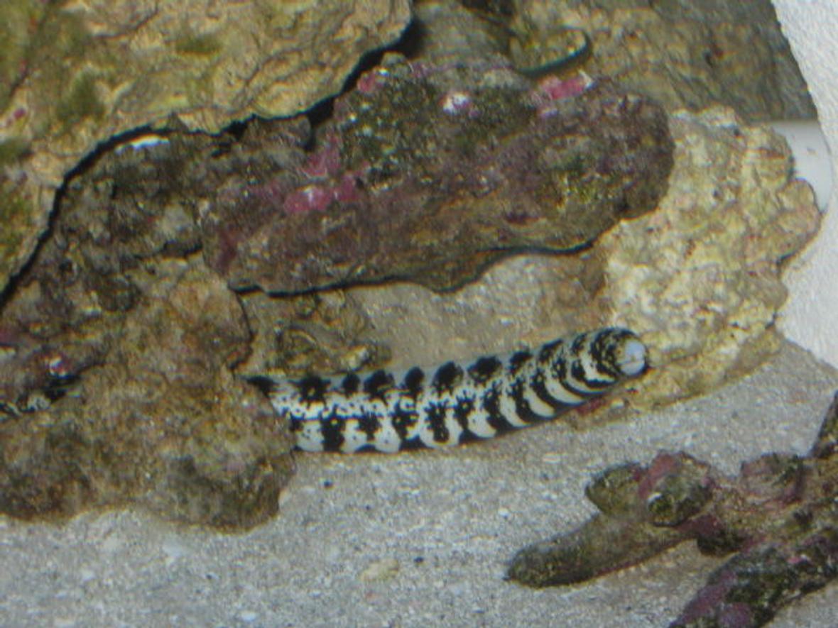 saltwater fish - echidna nebulosa - snowflake eel stocking in 75 gallons tank - Snowflake Eel