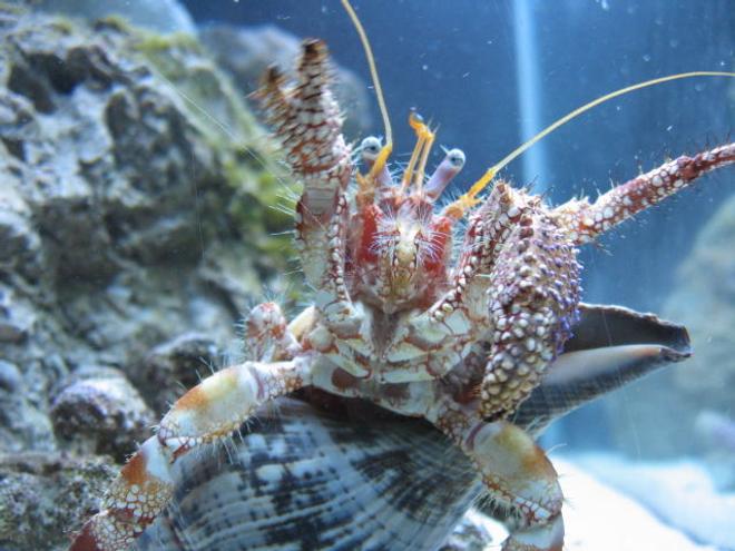 corals inverts - dardanus spp. - hermit crab with anemone stocking in 75 gallons tank - Give me some food!!!!