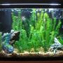 40 gallons freshwater fish tank (mostly fish and non-living decorations) - the old tank