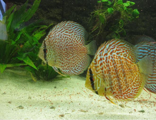 freshwater fish - ring leopard discus - ring leos
