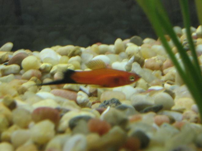 freshwater fish - xiphophorus helleri - hi fin lyretail swordtail stocking in 50 gallons tank - One of my swordtails, I named him Lancelot because he has the biggest tail. RIP
