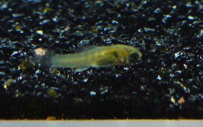freshwater fish - poecilia latipinna stocking in 80 gallons tank - The newest addition to the tank! lol. Baby Molly... he's about 4 days old!