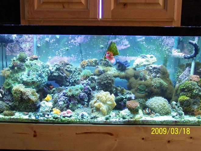 75 gallons reef tank (mostly live coral and fish) - My 75 gal Reef