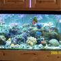 75 gallons reef tank (mostly live coral and fish) - My 75 gal Reef