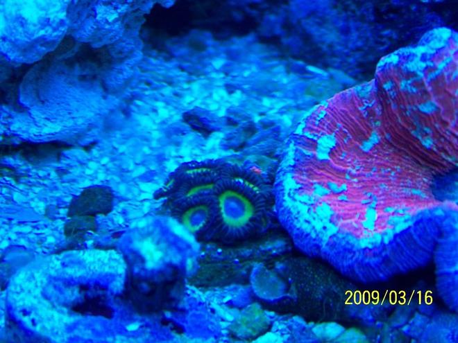 corals inverts - zoanthus sp. - colony polyp stocking in 75 gallons tank - Some Zoos