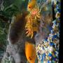 freshwater fish - labidochromis sp. - hongi stocking in 90 gallons tank - my fish