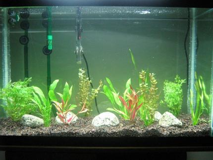 29 gallons planted tank (mostly live plants and fish) - planted tank. Some rainbows soon!