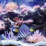 saltwater fish - zebrasoma veliferum - sailfin tang stocking in 46 gallons tank - foxface abd sailfin tang