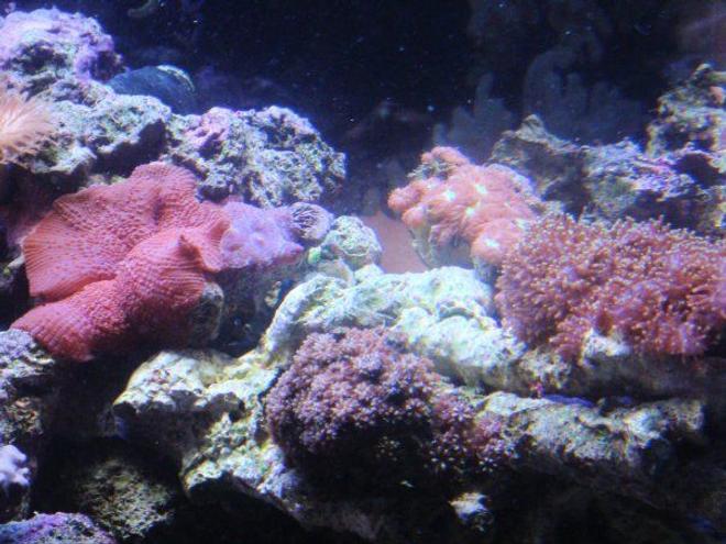 corals inverts - rhodactis indosinensis - hairy mushroom stocking in 46 gallons tank - mshrooms, hair mushroom, toadstool etc...