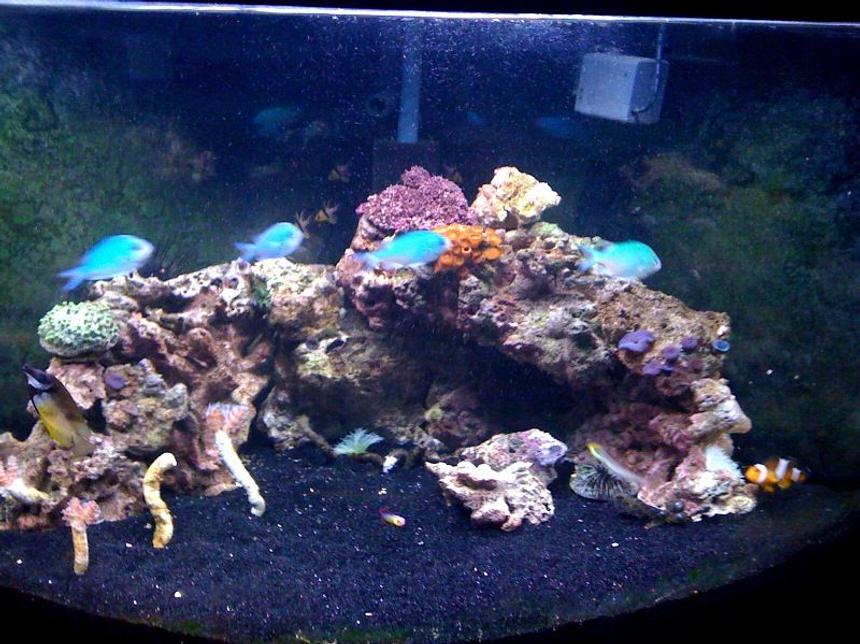 Rated #134: 54 Gallons Reef Tank - 54 gallon corner reef tank