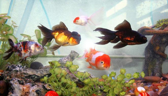 freshwater fish - carassius auratus - chocolate oranda goldfish stocking in 72 gallons tank - fancy goldfish mix
