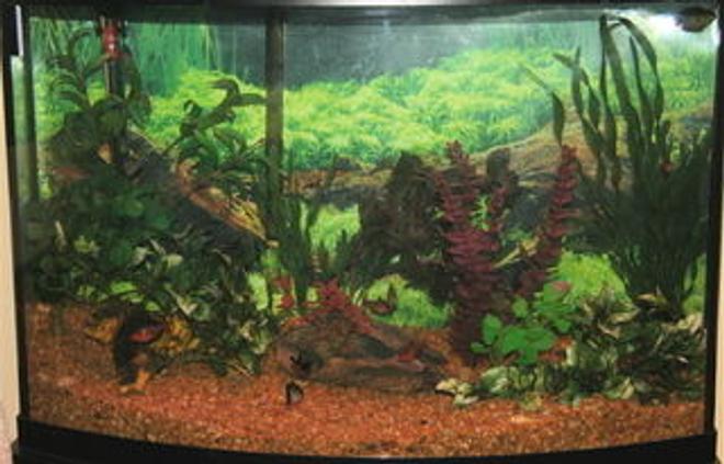 40 gallons freshwater fish tank (mostly fish and non-living decorations) - 40 gal. bow front with tetras, corys and dwarf gourami.