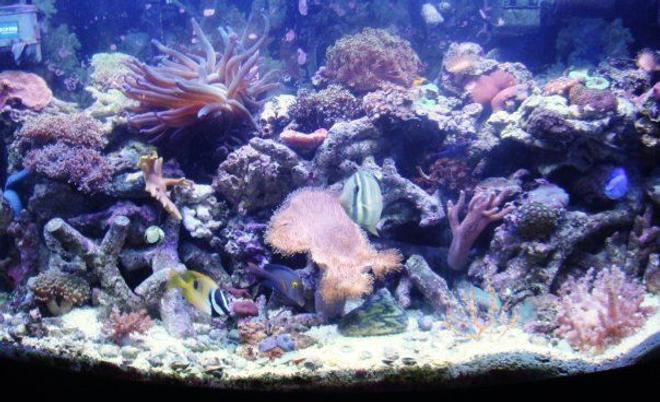 46 gallons reef tank (mostly live coral and fish) - 46 gallon bow front tank