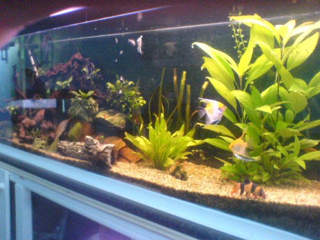 115 gallons planted tank (mostly live plants and fish) - tank