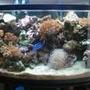 46 gallons reef tank (mostly live coral and fish) - My 46 gallon bow front lots of corals and fish. 1 year set up