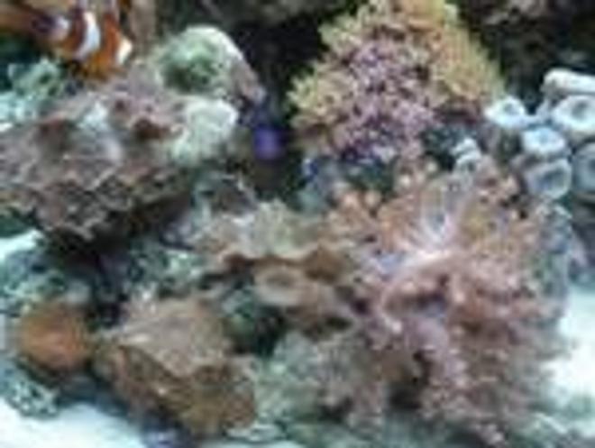 corals inverts stocking in 46 gallons tank - Corals and shrooms