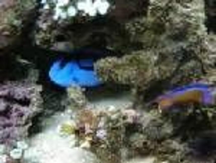 Rated #95: Saltwater Fish - Paracanthurus Hepatus - Blue Tang Stocking In 46 Gallons Tank - 46 gallon