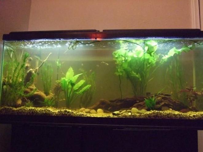 55 gallons planted tank (mostly live plants and fish) - 55 Gallon planted aquarium