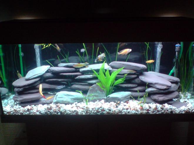 70 gallons freshwater fish tank (mostly fish and non-living decorations) - Malawi fish tank
