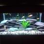 70 gallons freshwater fish tank (mostly fish and non-living decorations) - Malawi fish tank