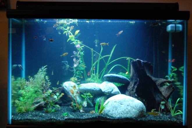 50 gallons planted tank (mostly live plants and fish) - This is a very natural looking tank with wood, rocks and all live plants.  This tank houses 15 fish.   There are many  crevices and fun places for the fish to swin and hide out.  The tank light simulates dawn, day, twilight, and moon light.