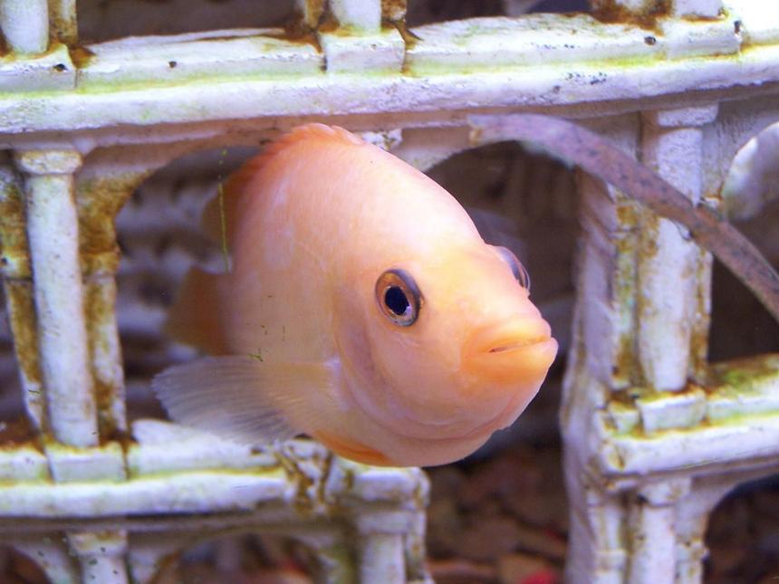 Rated #742: Freshwater Fish - Amphilophus Citrinellus - Midas Cichlid Stocking In 55 Gallons Tank - Midas