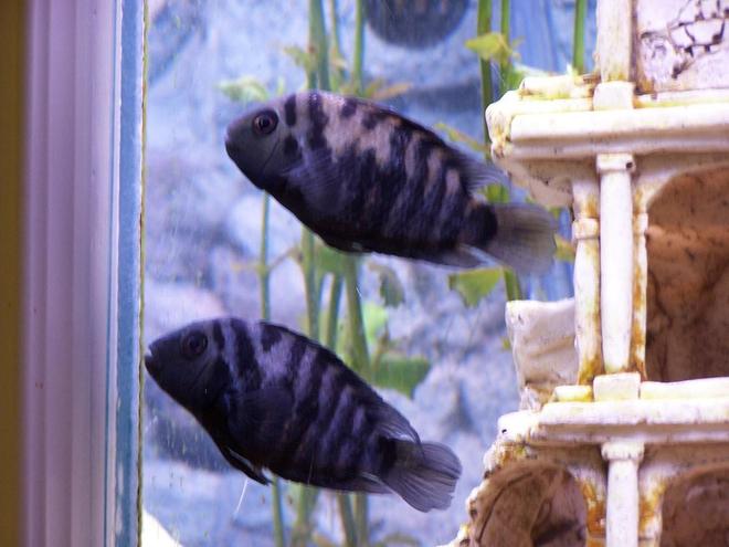 freshwater fish - archocentrus nigrofasciatus - black convict cichlid stocking in 55 gallons tank - Male and Female Convicts (Bonnie & Clyde)