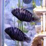 freshwater fish - archocentrus nigrofasciatus - black convict cichlid stocking in 55 gallons tank - Male and Female Convicts (Bonnie & Clyde)