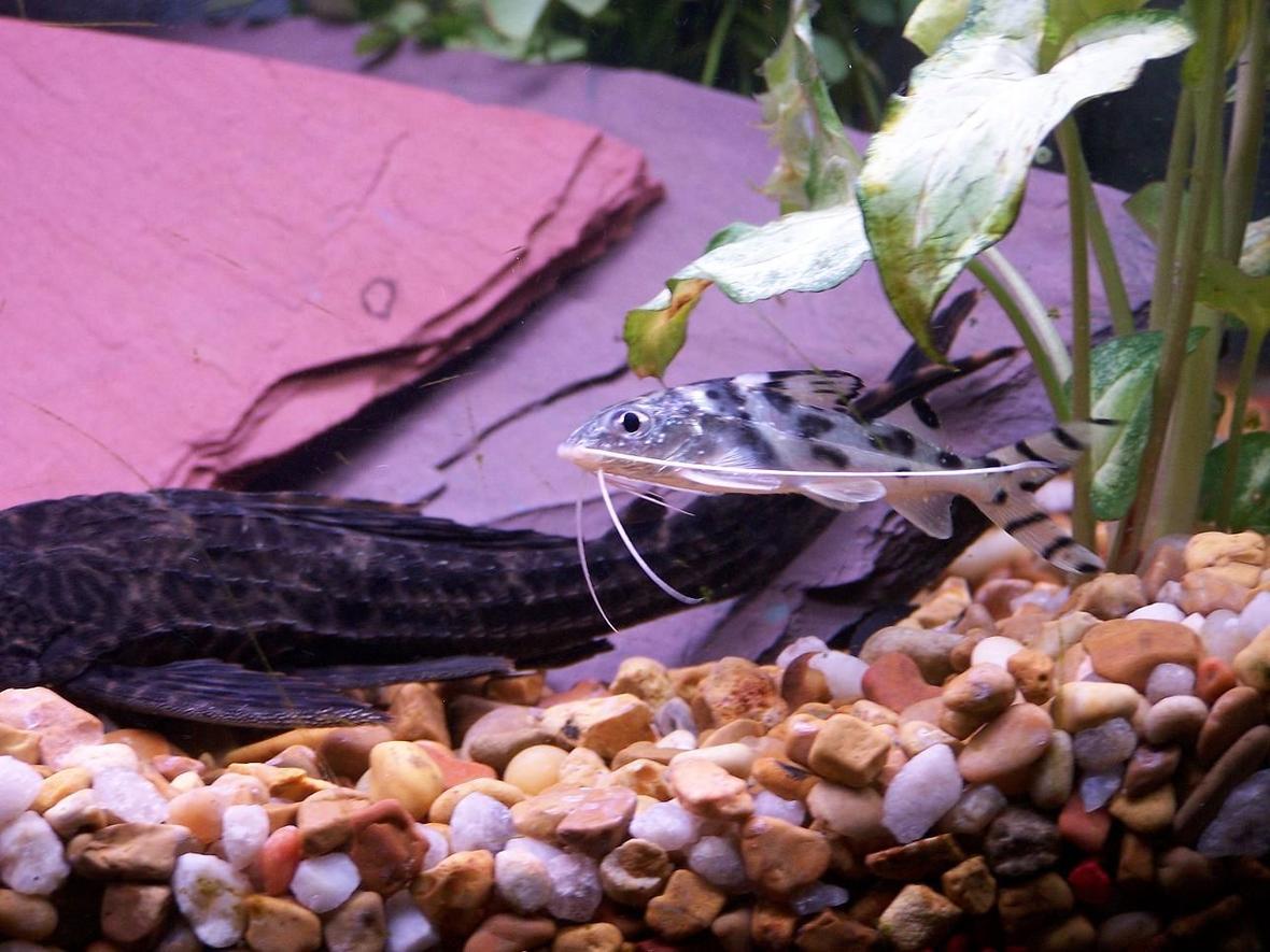 freshwater fish - pimelodus pictus - pictus cat stocking in 55 gallons tank - pictus cat
