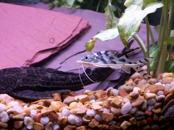 freshwater fish - pimelodus pictus - pictus cat stocking in 55 gallons tank - pictus cat