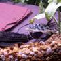freshwater fish - pimelodus pictus - pictus cat stocking in 55 gallons tank - pictus cat