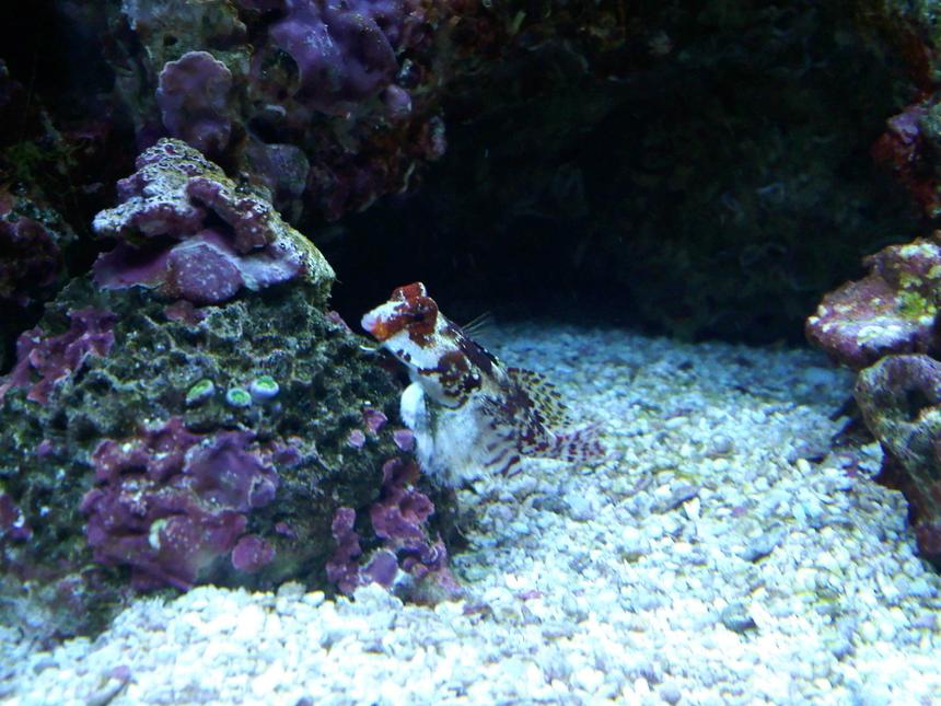 Rated #52: Saltwater Fish - Synchiropus Ocellatus - Scooter Blenny Stocking In 120 Gallons Tank - red scooter blennie and zoos