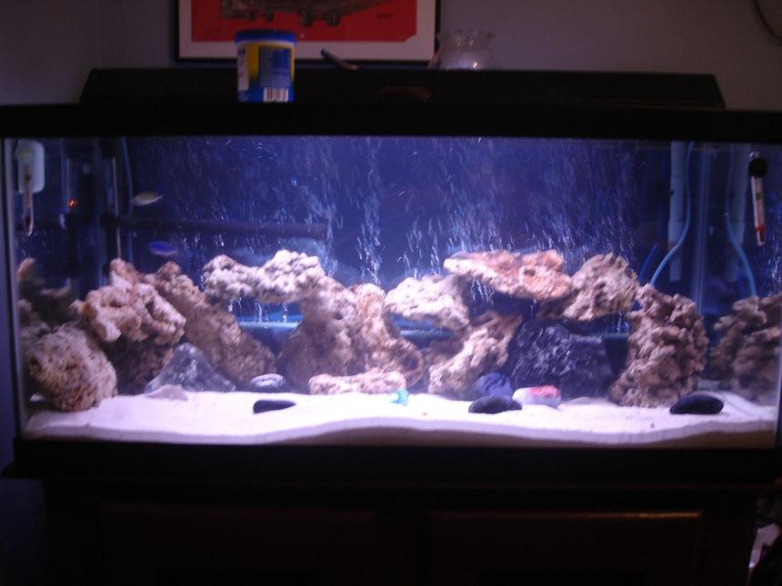 Rated #215: 40 Gallons Saltwater Fish Tank - Just set up 40 gallon breeder salt tank.   It will soon be a reef tank when I get my lights this tuesday.   This is my first salt water tank.   I have a rena xp filter, an octapus BH-100 protien skimmer (not in picture), and three powerheads.  I am still perfecting my setup at this point.