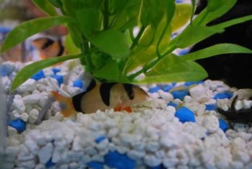 Rated #1735: Freshwater Fish - Botia Macracantha - Clown Loach Stocking In 37 Gallons Tank - May I introduce Sir William Kent - a clown loach.
