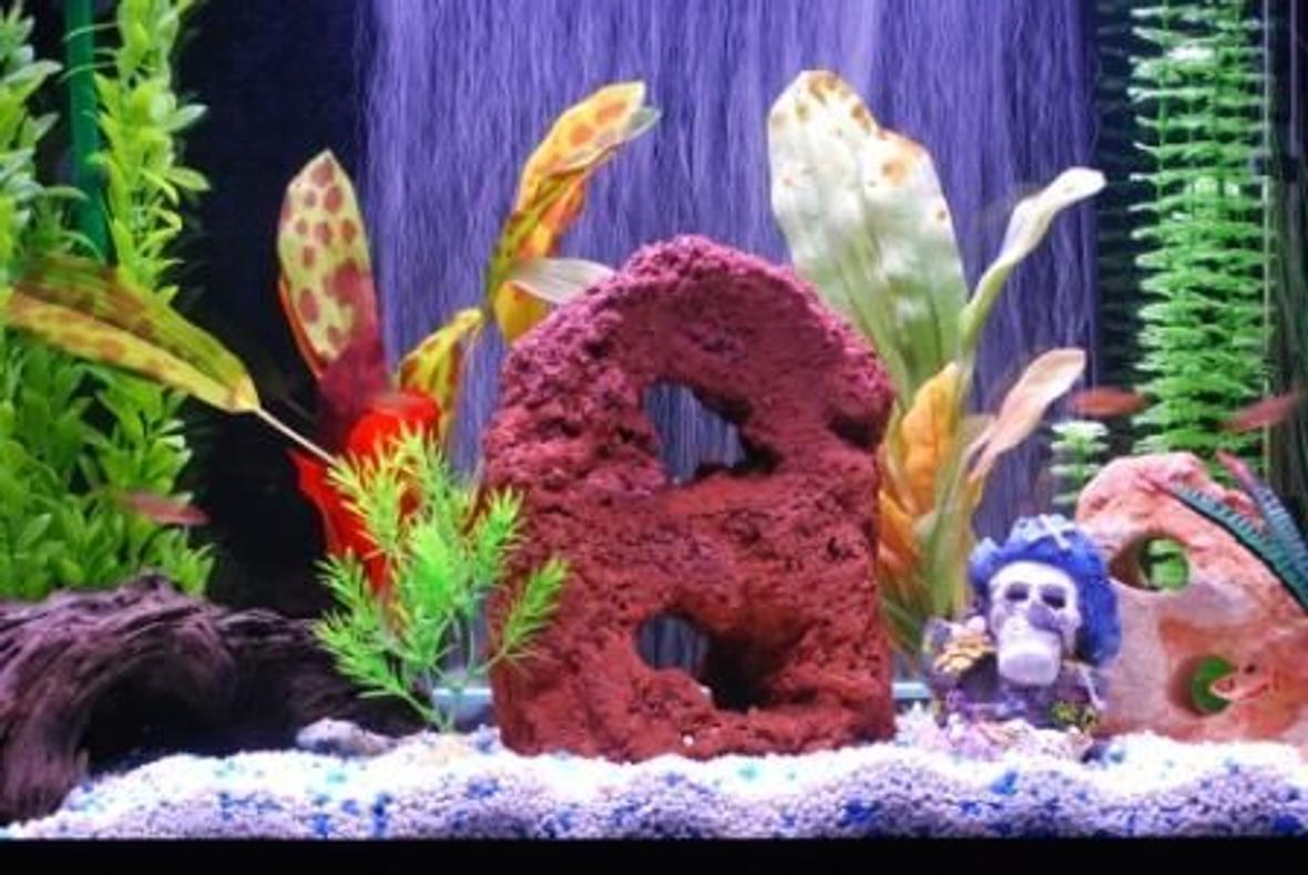 37 gallons freshwater fish tank (mostly fish and non-living decorations) - This shot is a little closer.