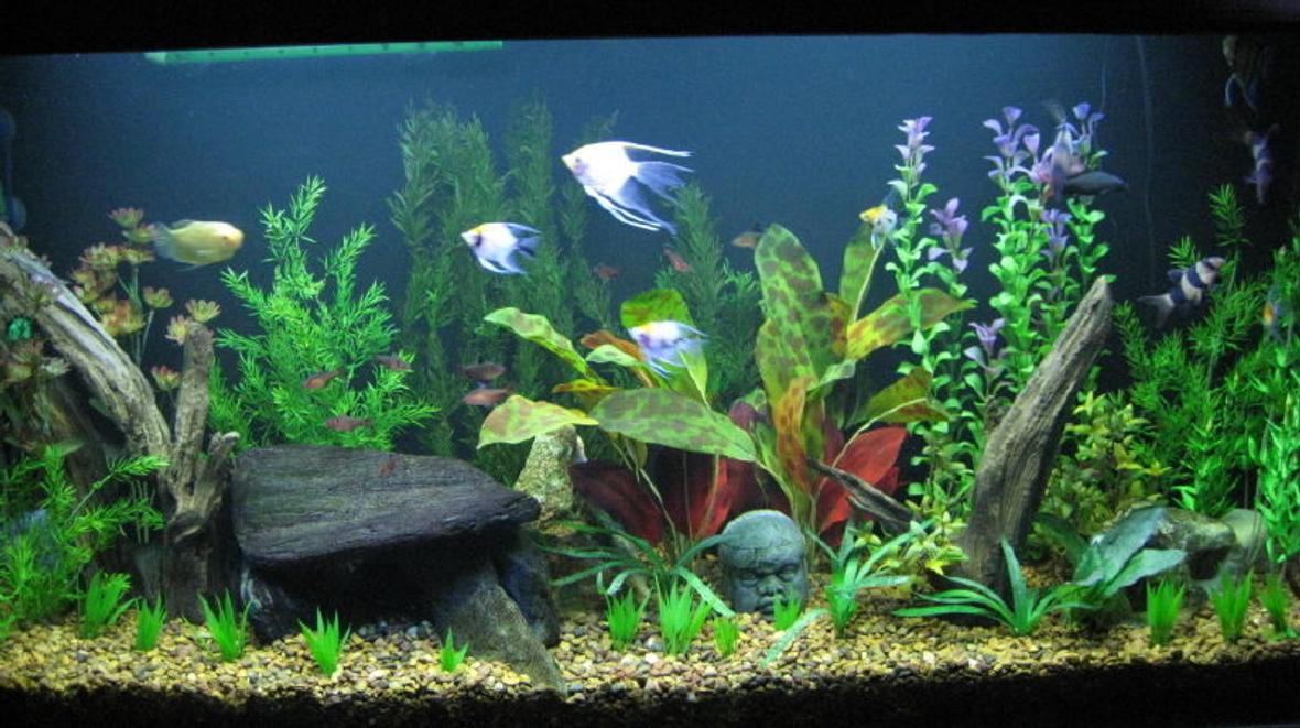 65 gallons freshwater fish tank (mostly fish and non-living decorations) - 65 gallon Angelfish community tank. Acrylic Tank is 4 feet long by 2 feet tall with better lighting