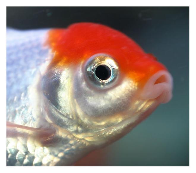 freshwater fish - carassius auratus - red cap oranda goldfish stocking in 72 gallons tank - redcap oranda