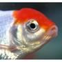 freshwater fish - carassius auratus - red cap oranda goldfish stocking in 72 gallons tank - redcap oranda