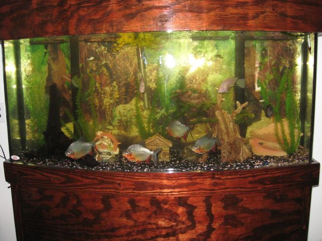 45 gallons freshwater fish tank (mostly fish and non-living decorations) - My Fathers 72 bowfront (Found it!!).. built the stand and top himself and has:
4 Red Pacu's
3 Convicts
1 Red Eye Tetra
Very Nice!!!