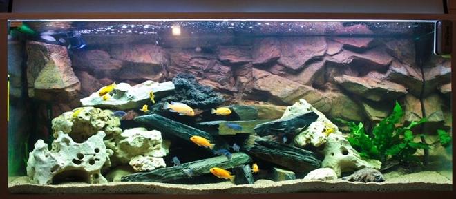 80 gallons freshwater fish tank (mostly fish and non-living decorations) - 1st version ..