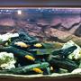 80 gallons freshwater fish tank (mostly fish and non-living decorations) - 1st version ..
