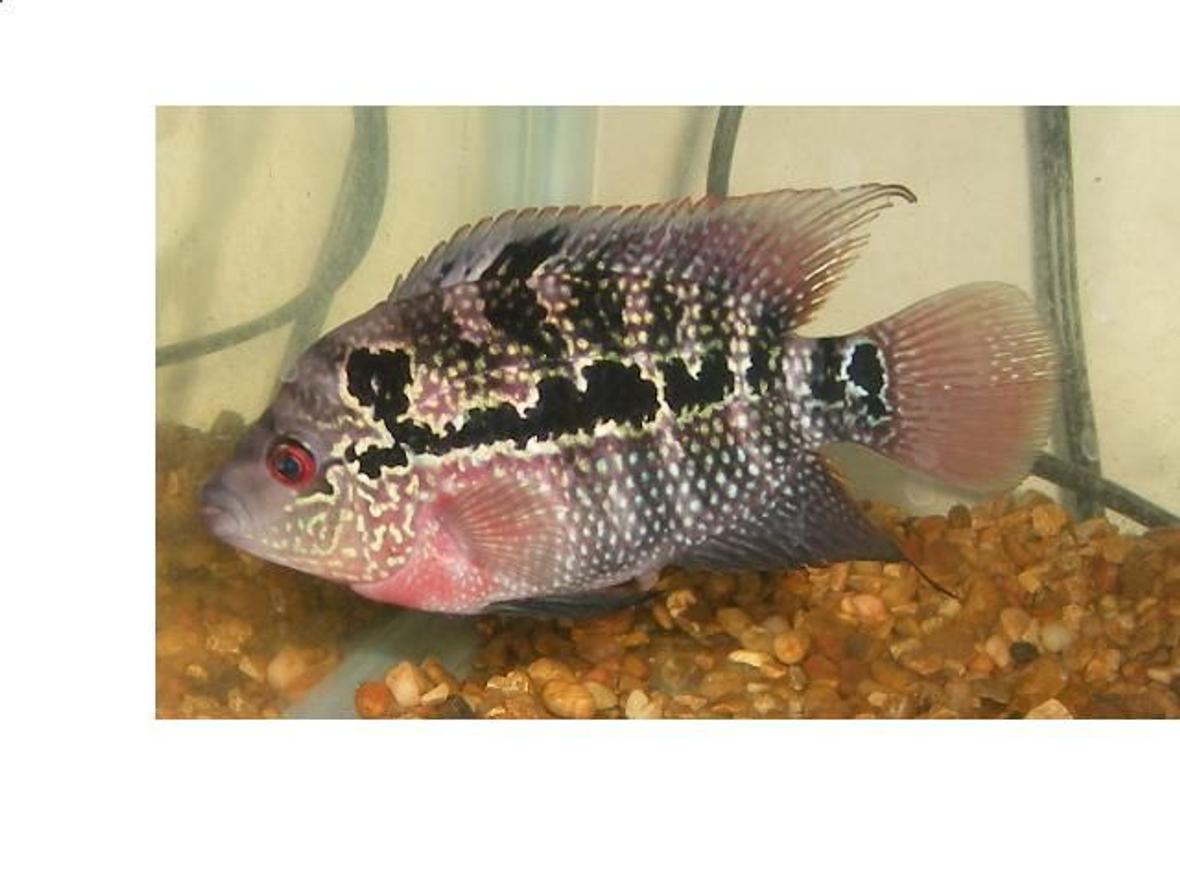 freshwater fish - cichlasoma sp. - flower horn cichlid stocking in 90 gallons tank - 4 MONTH OLD FEMALE FLOWERHORN